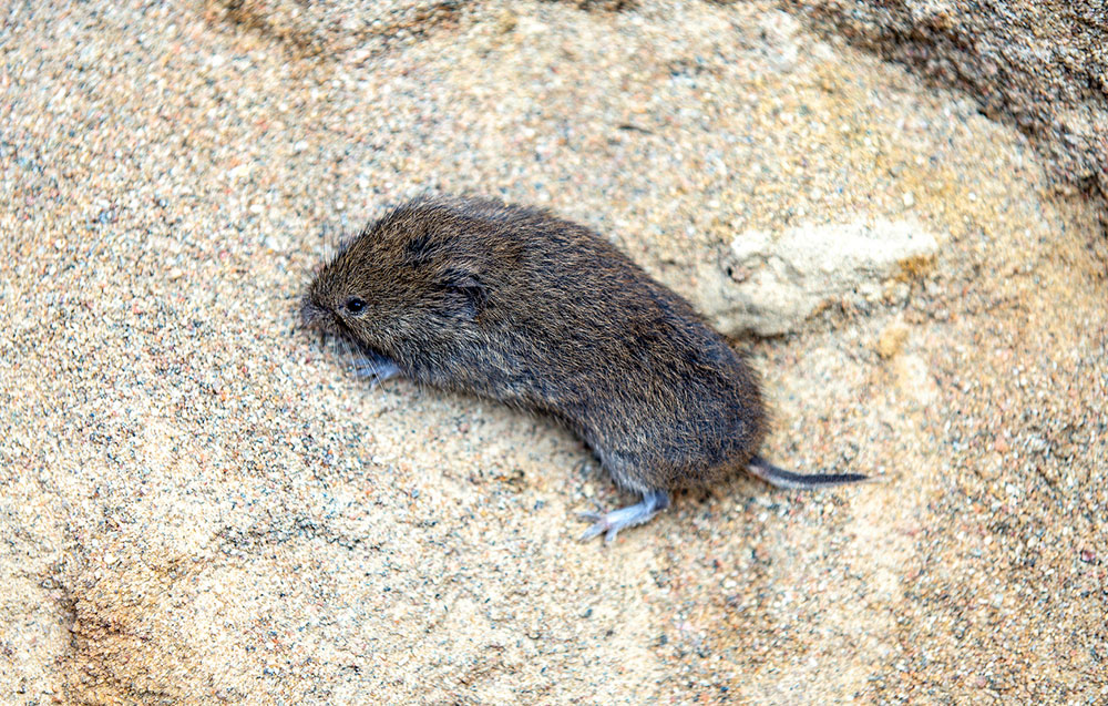 Vole